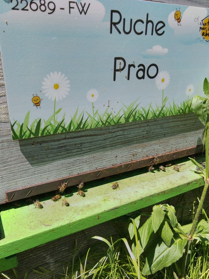 La ruche Prao