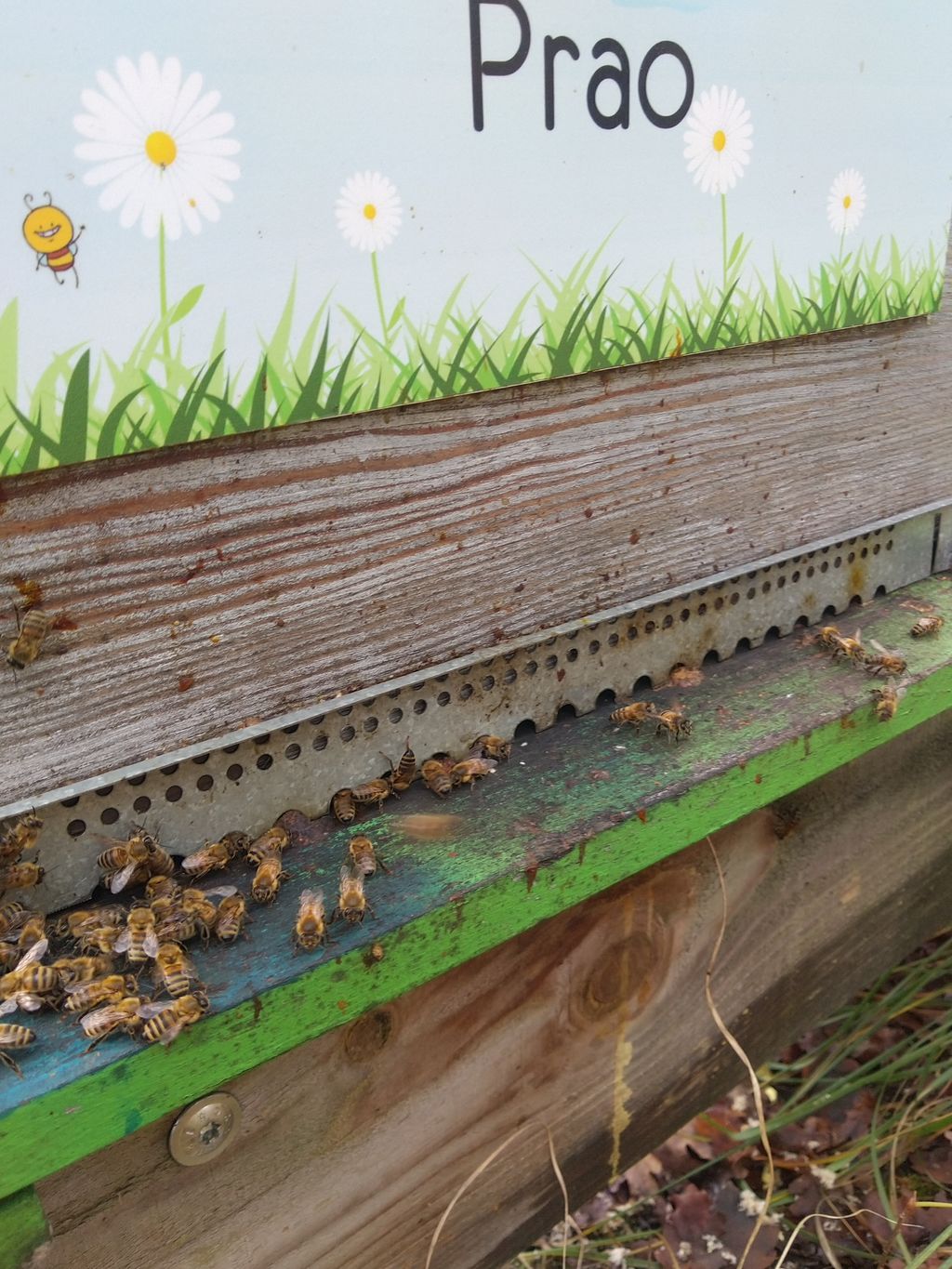 La ruche Prao