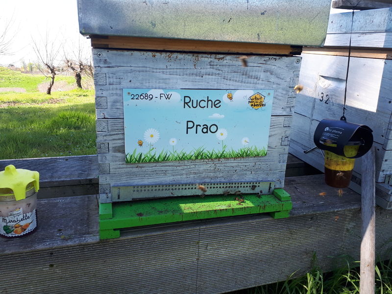 La ruche Prao