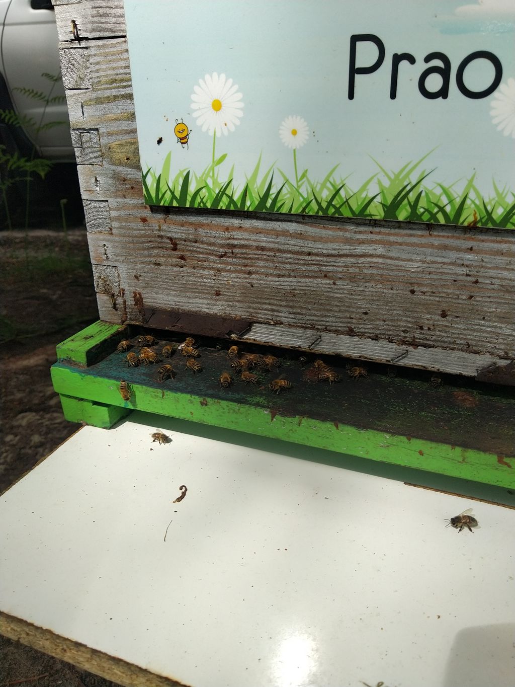 La ruche Prao