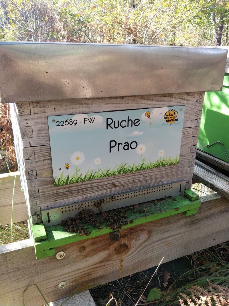 La ruche Prao
