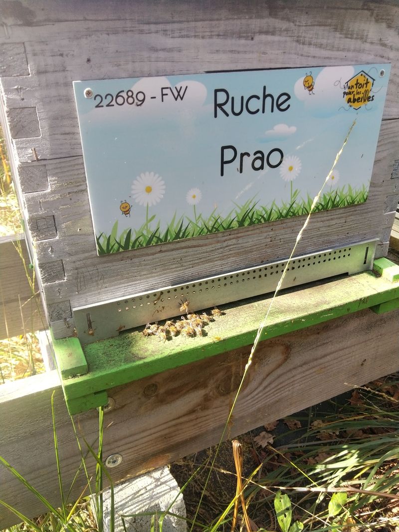 La ruche Prao
