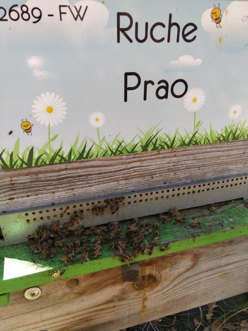 La ruche Prao
