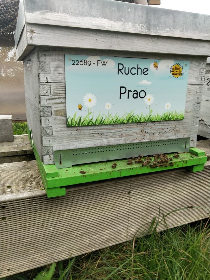 La ruche Prao