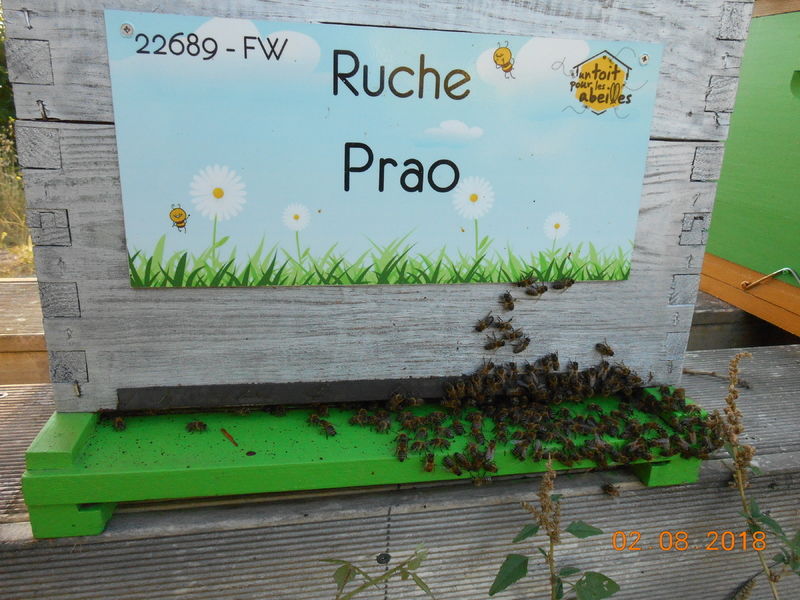 La ruche Prao