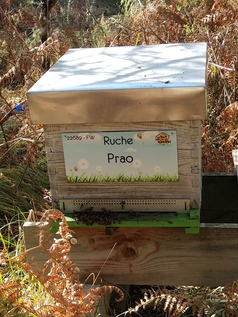 La ruche Prao