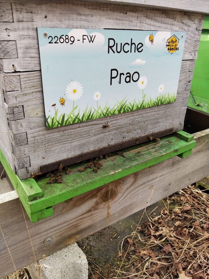 La ruche Prao