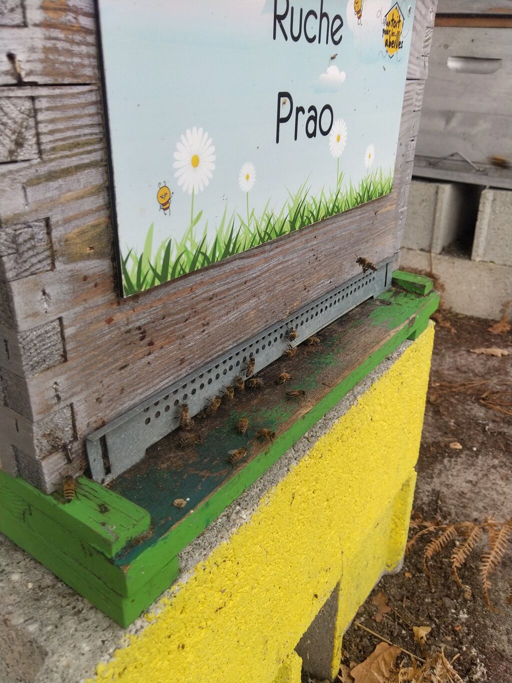 La ruche Prao