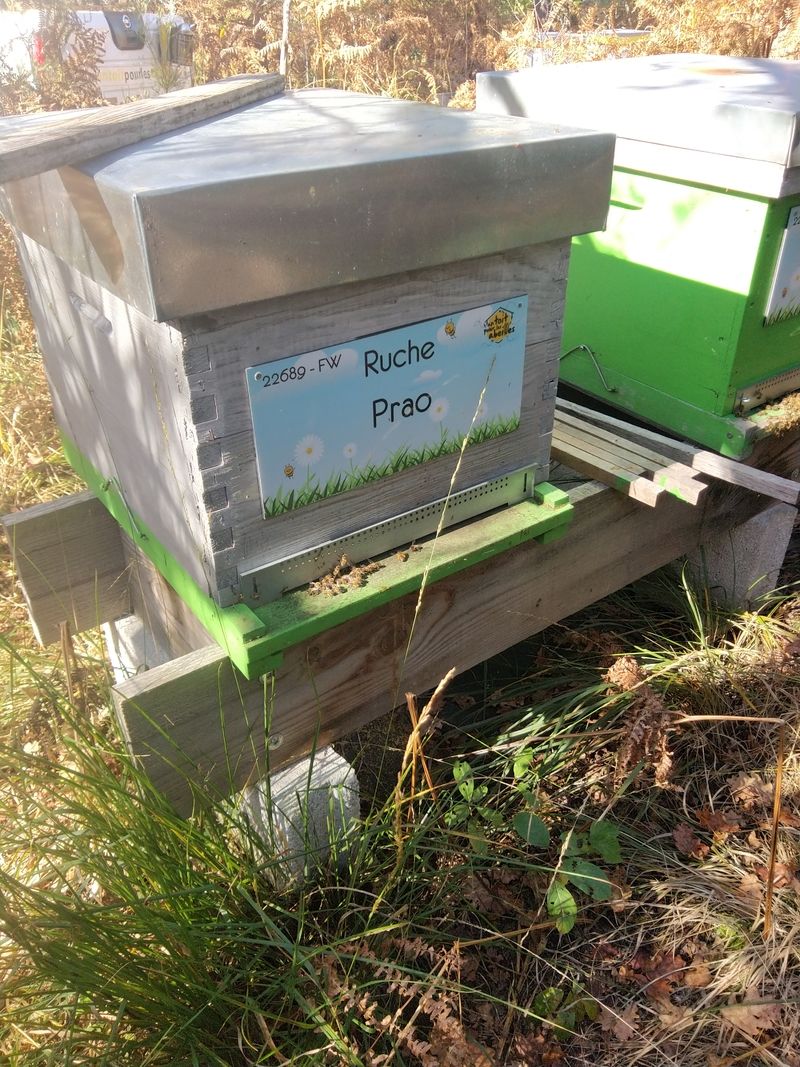 La ruche Prao
