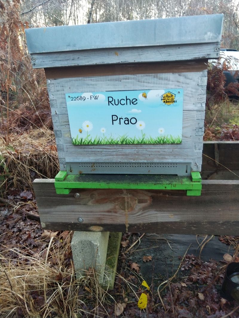 La ruche Prao