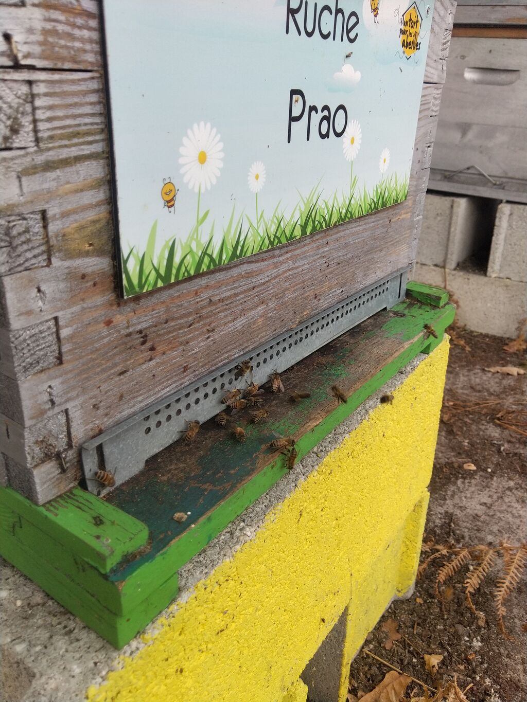 La ruche Prao