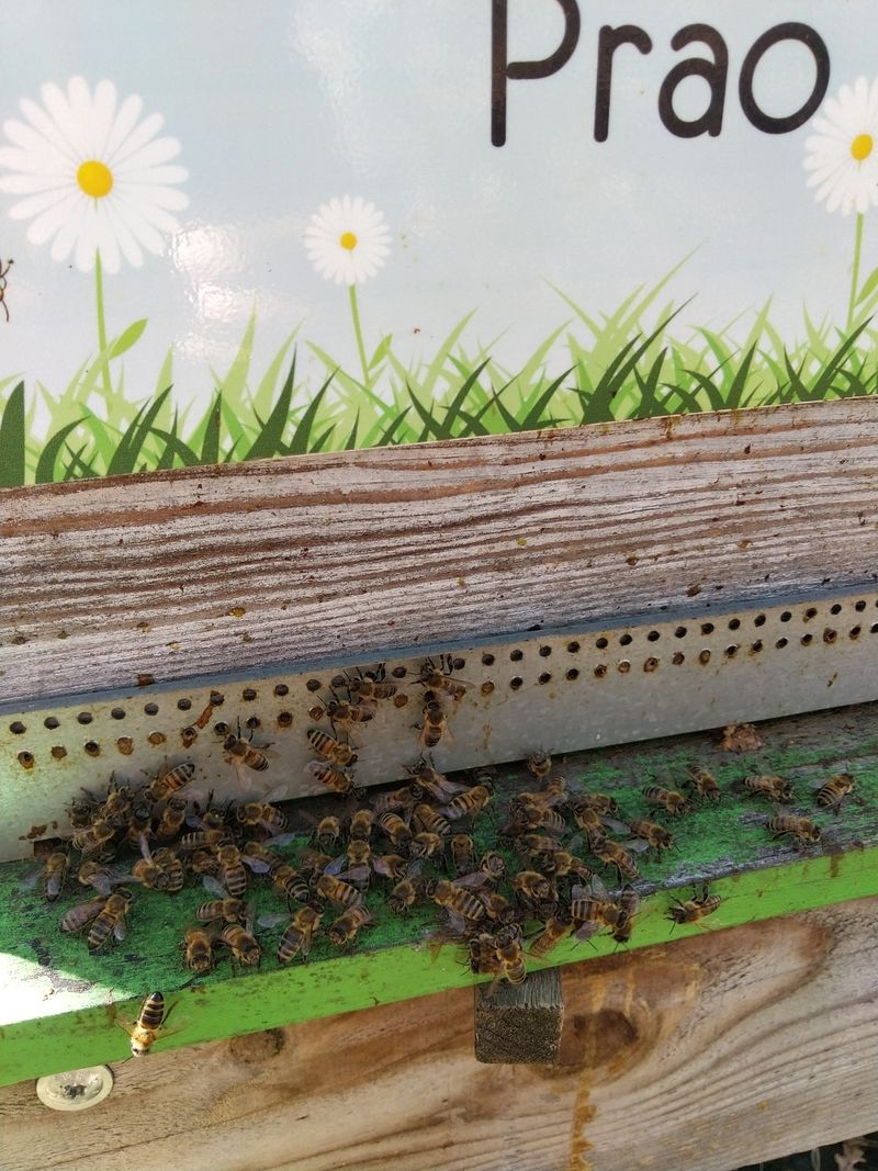 La ruche Prao