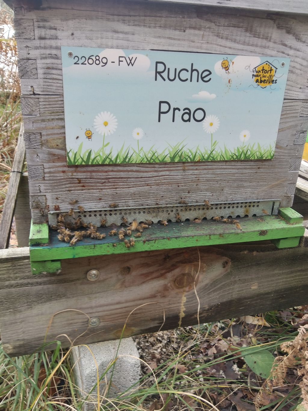 La ruche Prao