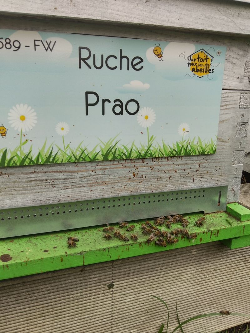 La ruche Prao