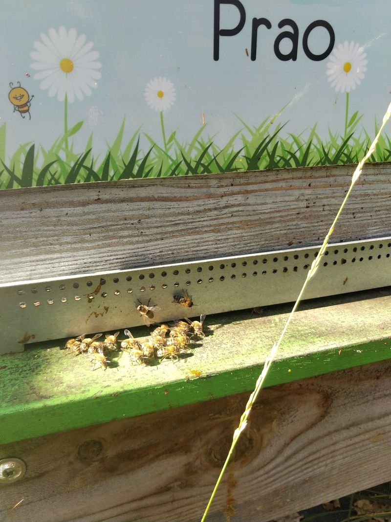 La ruche Prao