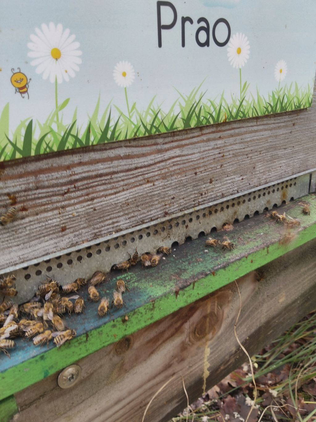 La ruche Prao