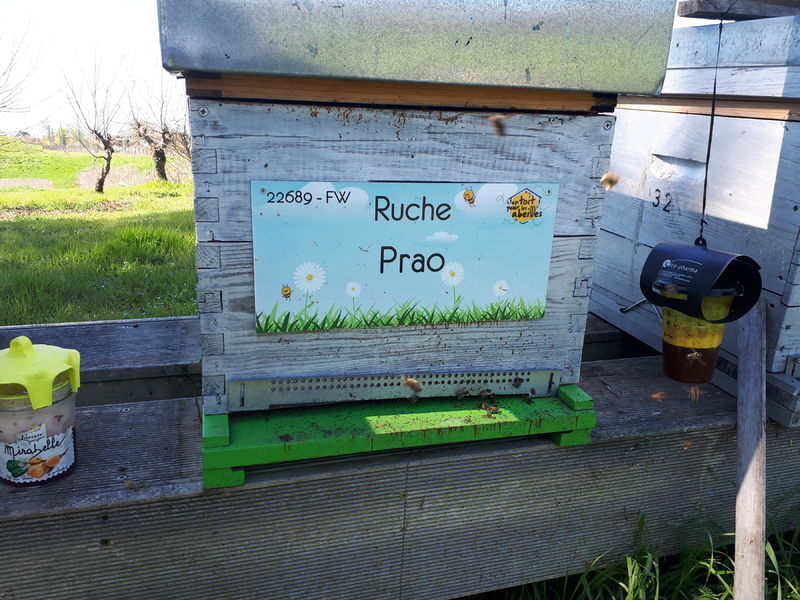 La ruche Prao