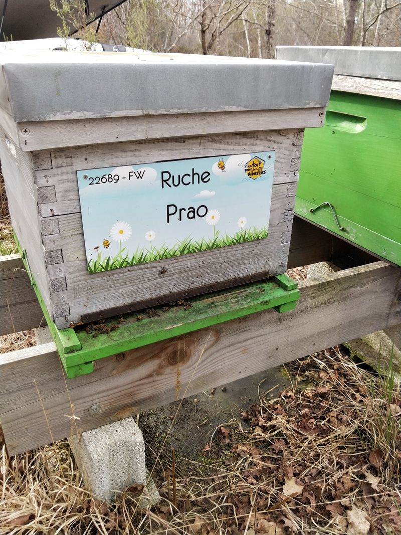 La ruche Prao