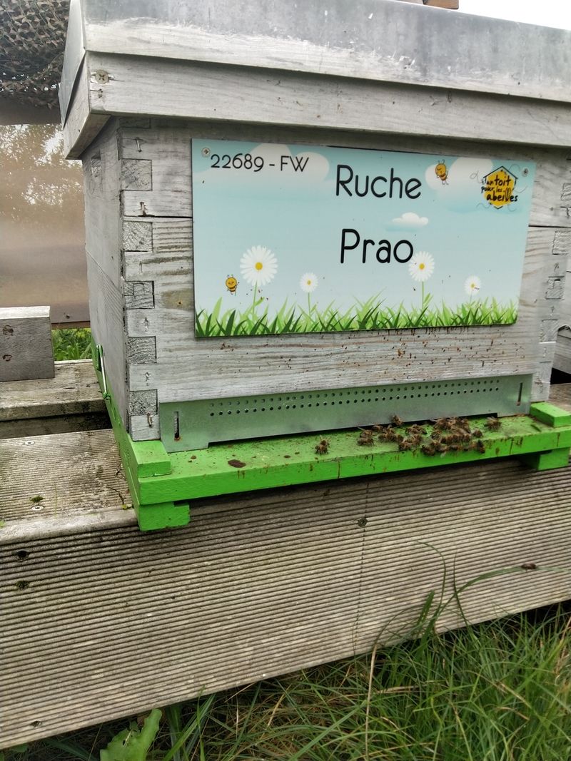 La ruche Prao