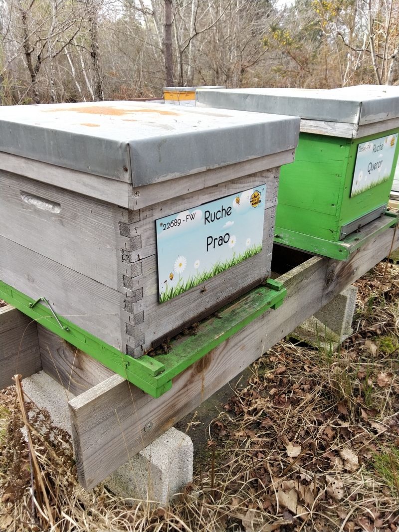 La ruche Prao