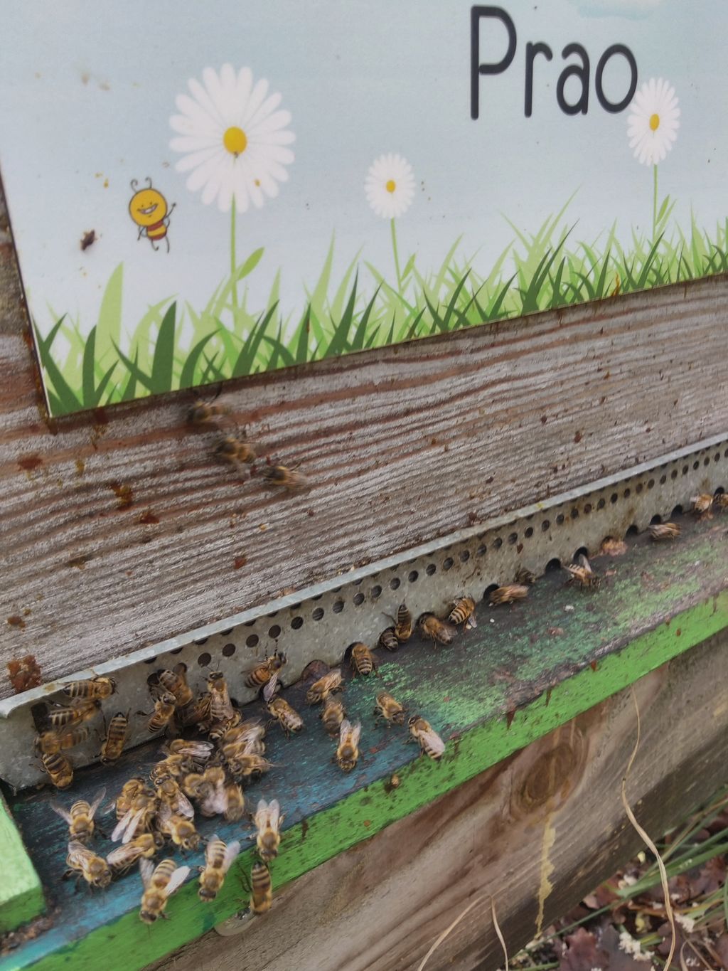 La ruche Prao