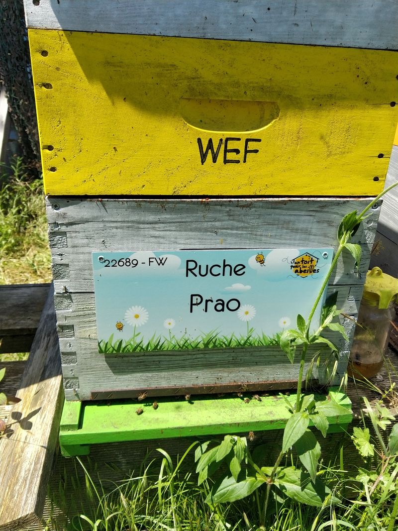 La ruche Prao