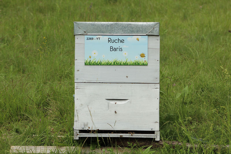 La ruche Baris