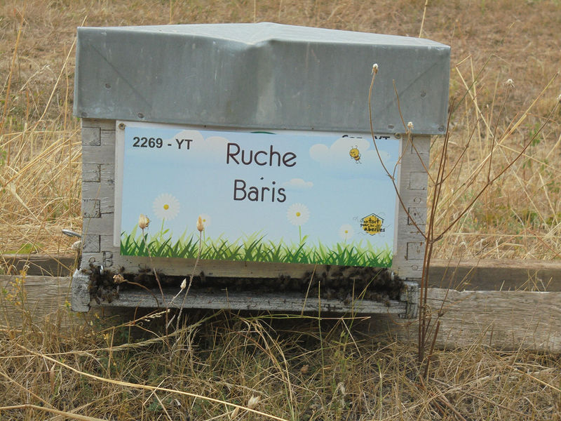 La ruche