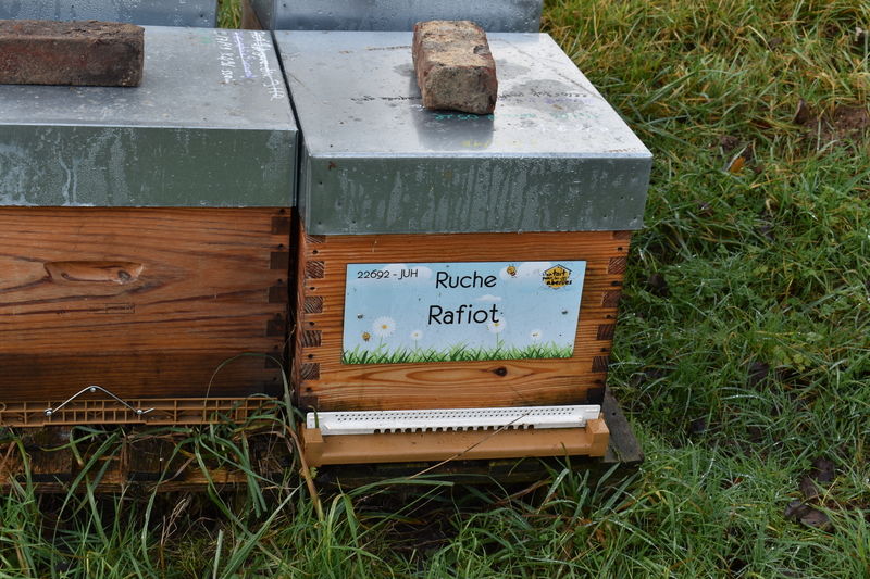 La ruche Rafiot