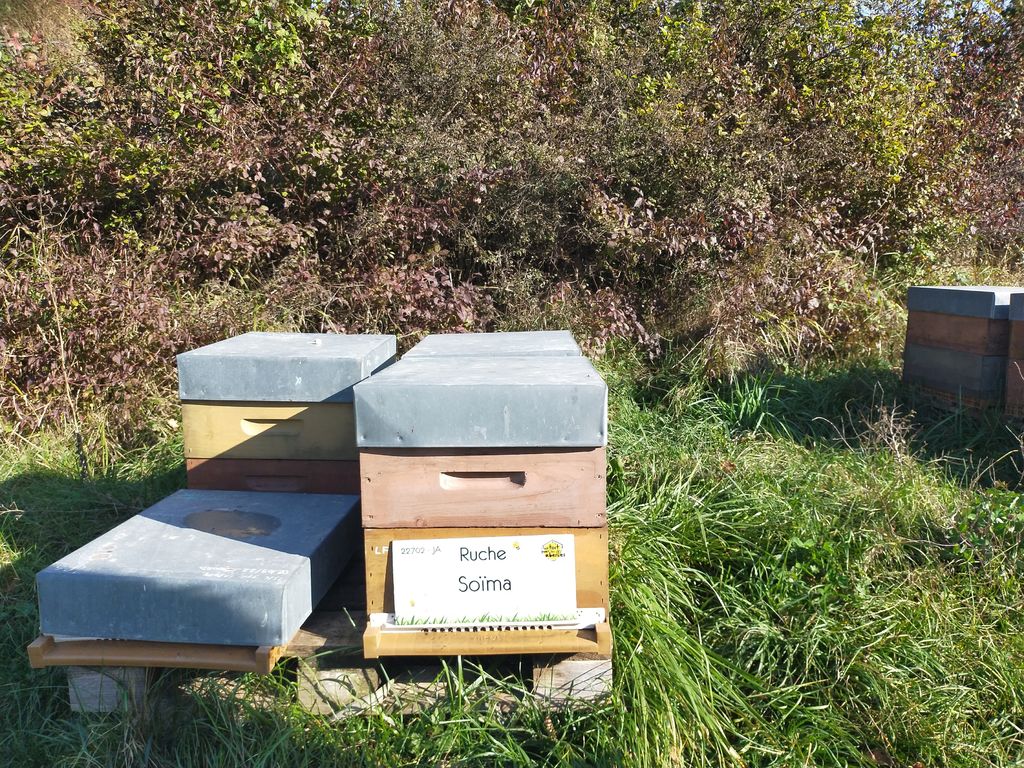 La ruche Soïma
