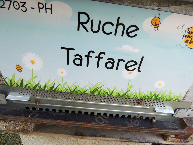 La ruche Taffarel