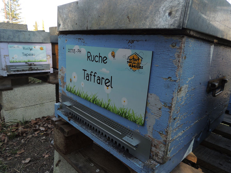 La ruche Taffarel