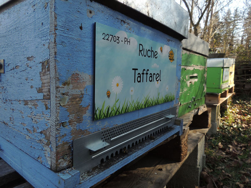 La ruche Taffarel