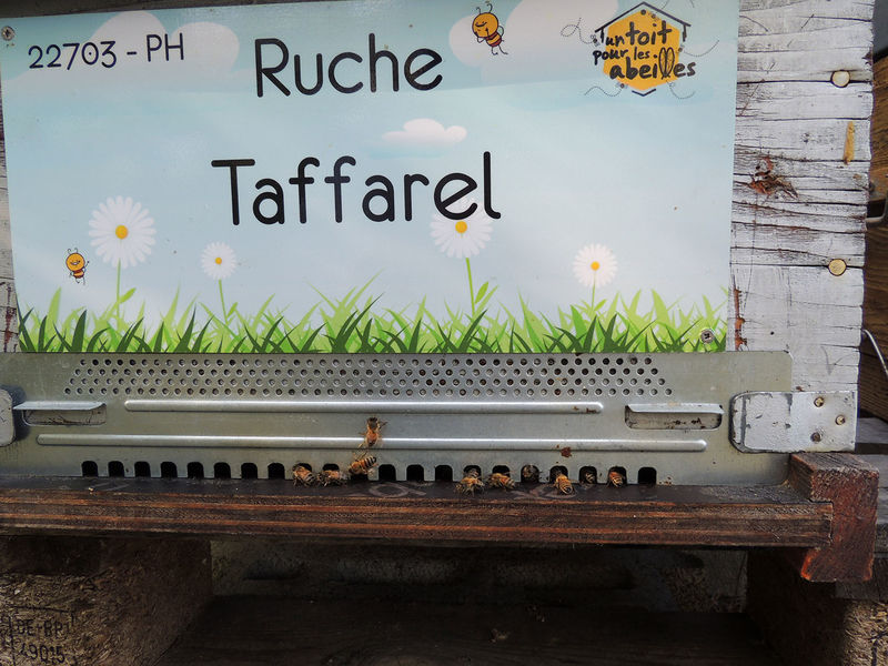 La ruche Taffarel