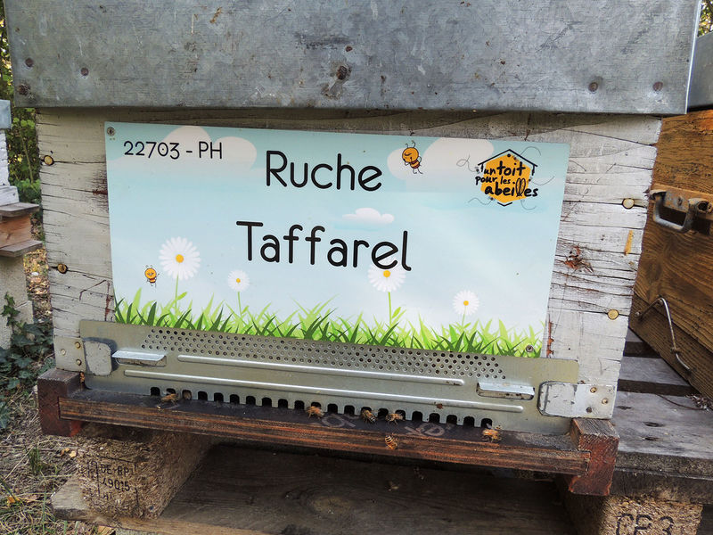 La ruche Taffarel