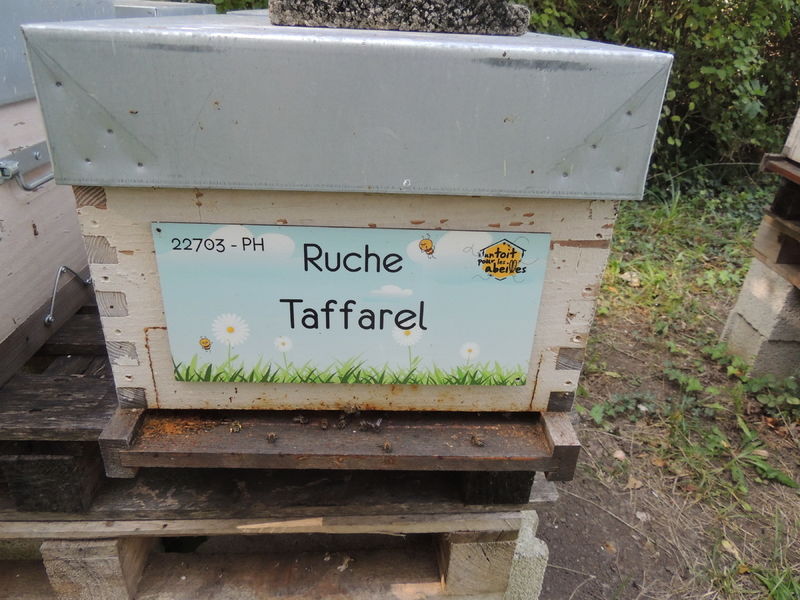 La ruche Taffarel