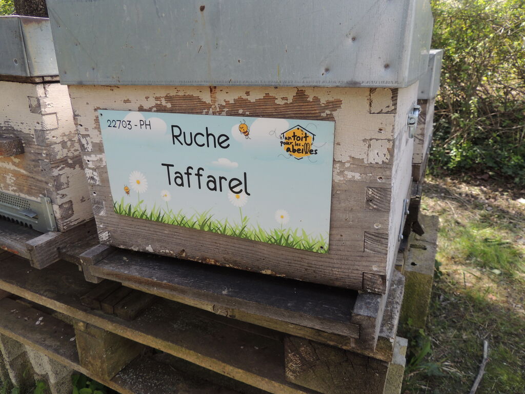 La ruche Taffarel