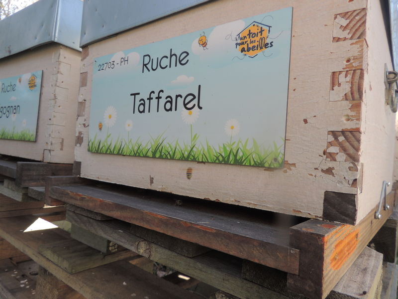 La ruche Taffarel