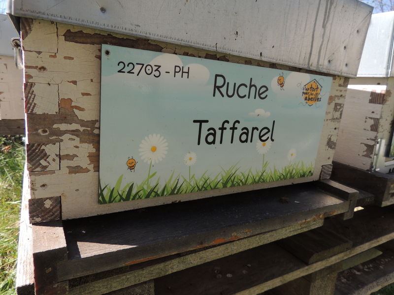 La ruche Taffarel