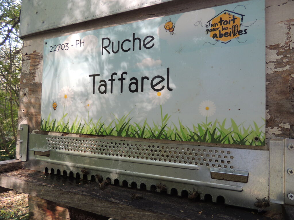 La ruche Taffarel