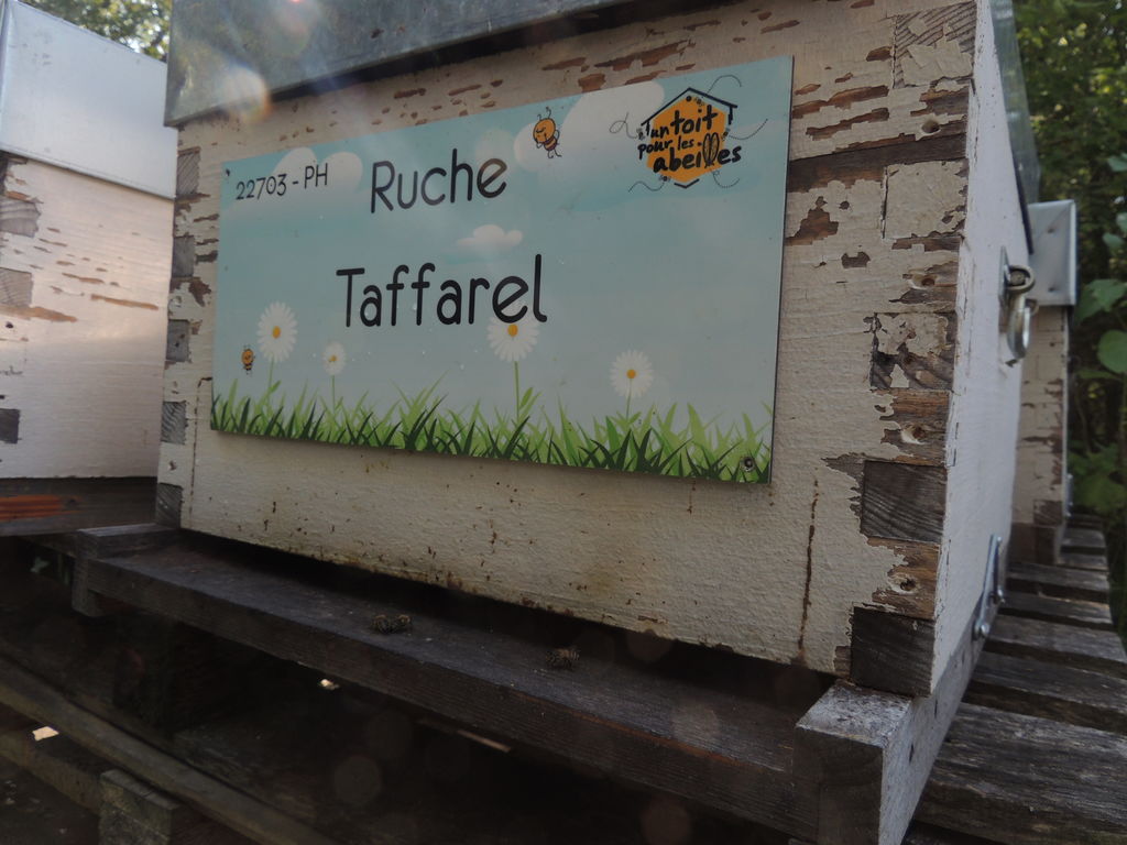 La ruche Taffarel