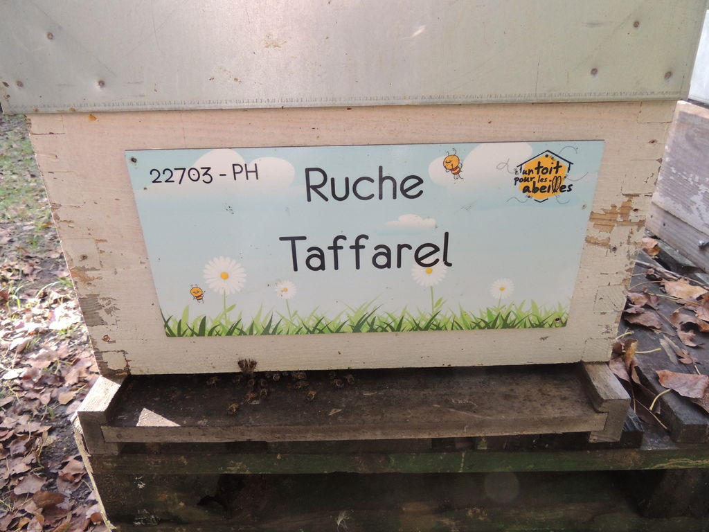 La ruche Taffarel