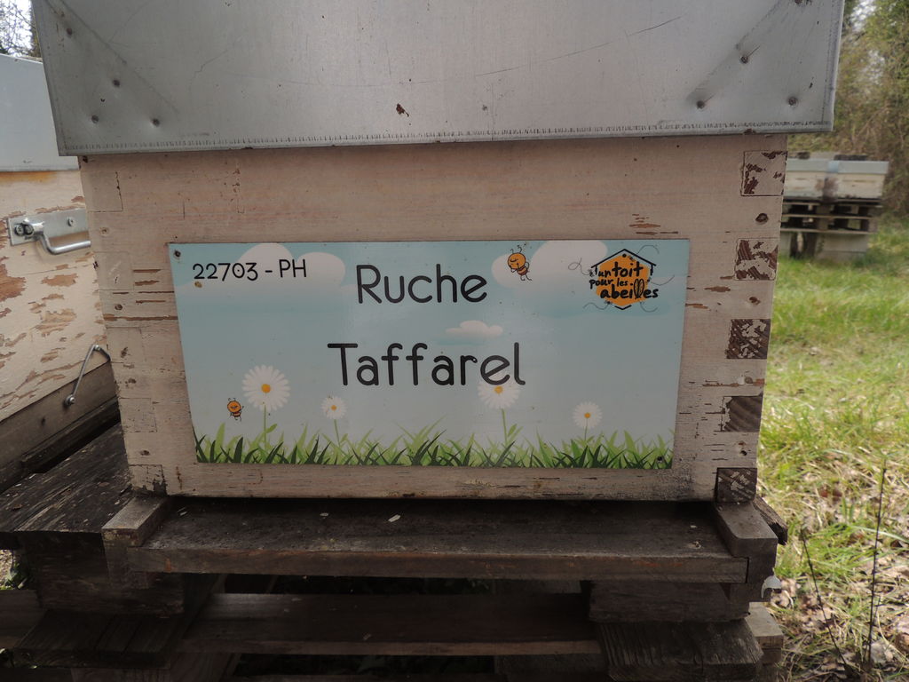 La ruche Taffarel