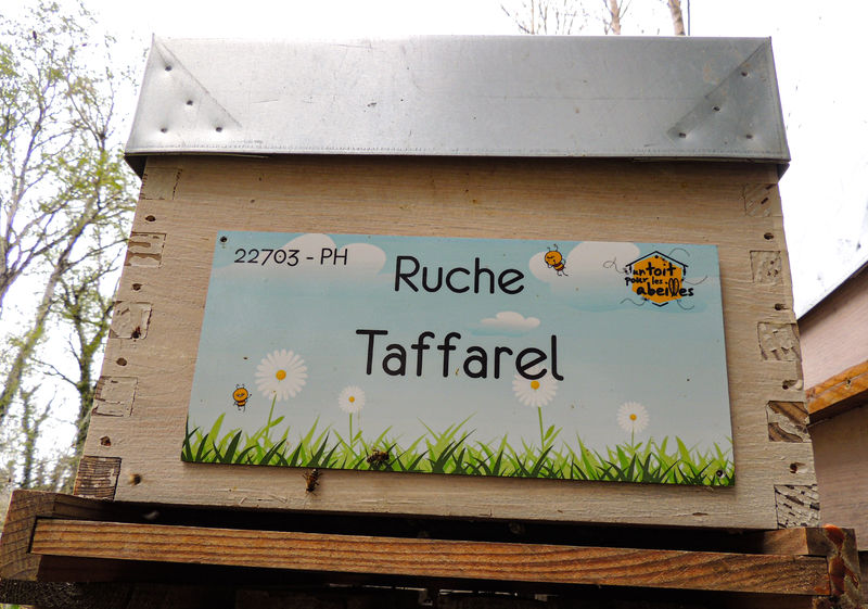 La ruche Taffarel