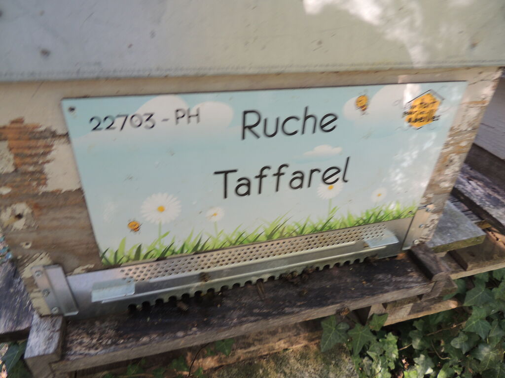 La ruche Taffarel