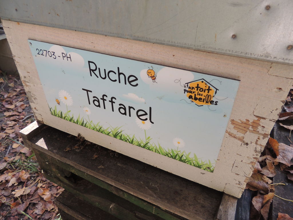 La ruche Taffarel