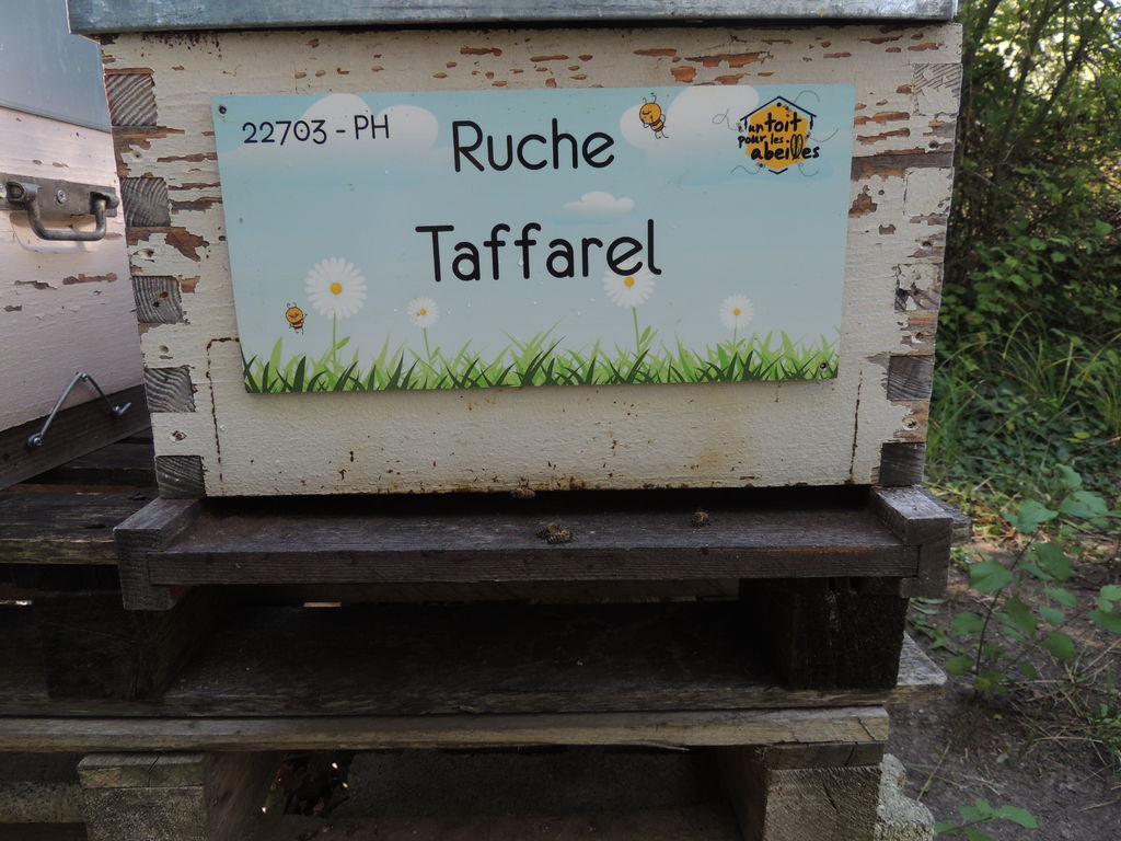 La ruche Taffarel