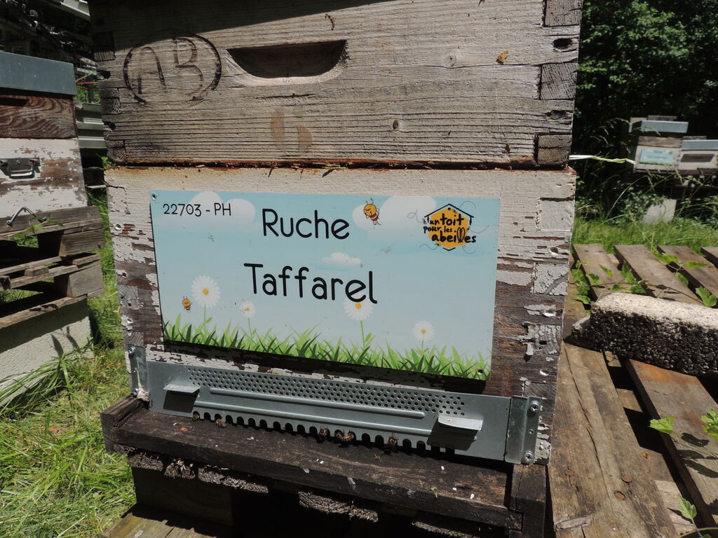 La ruche Taffarel