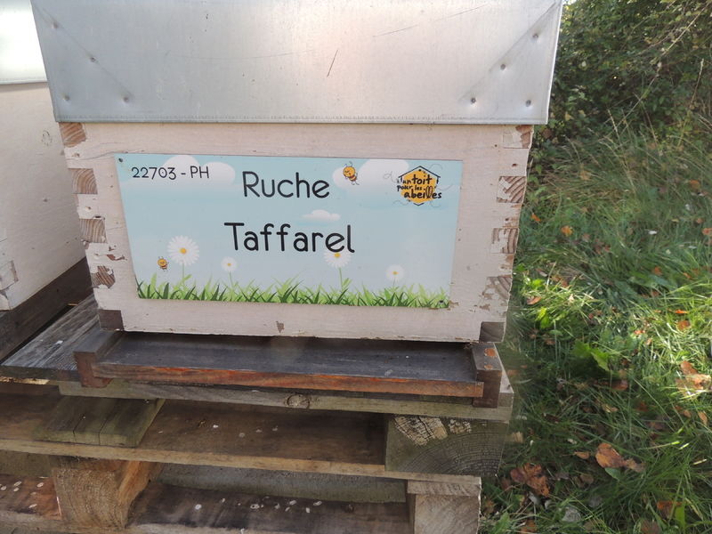 La ruche Taffarel