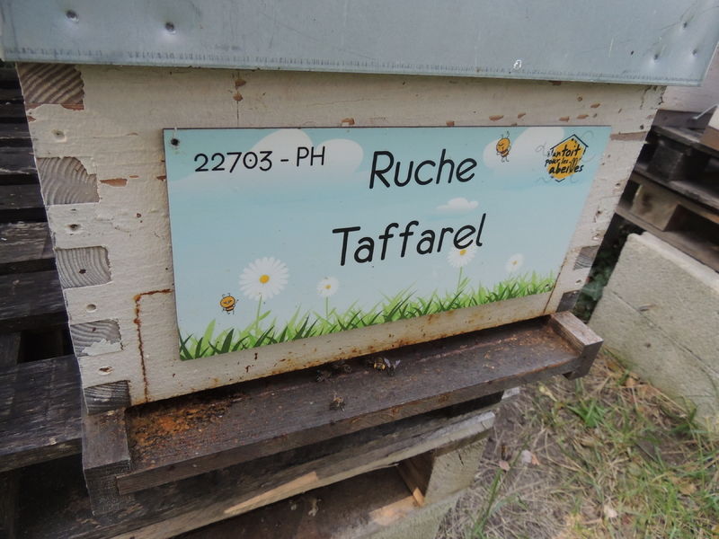La ruche Taffarel